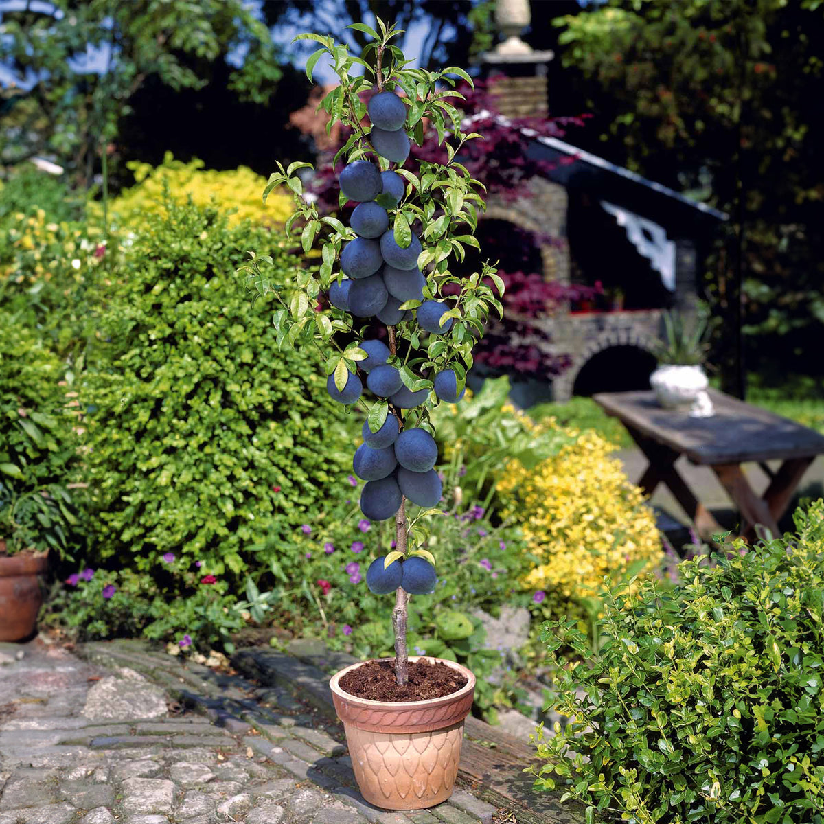 Mini pruimenboom 'Black Amber' - Prunus salicina Black Amber - Bakker