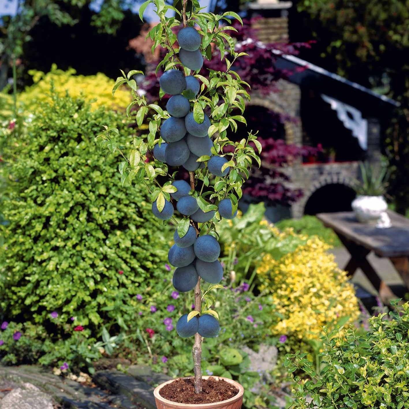 Mini pruimenboom 'Black Amber' - Prunus black amber - Fruit