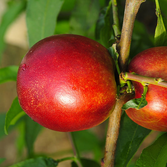Nectarine 'Morton' - Bakker