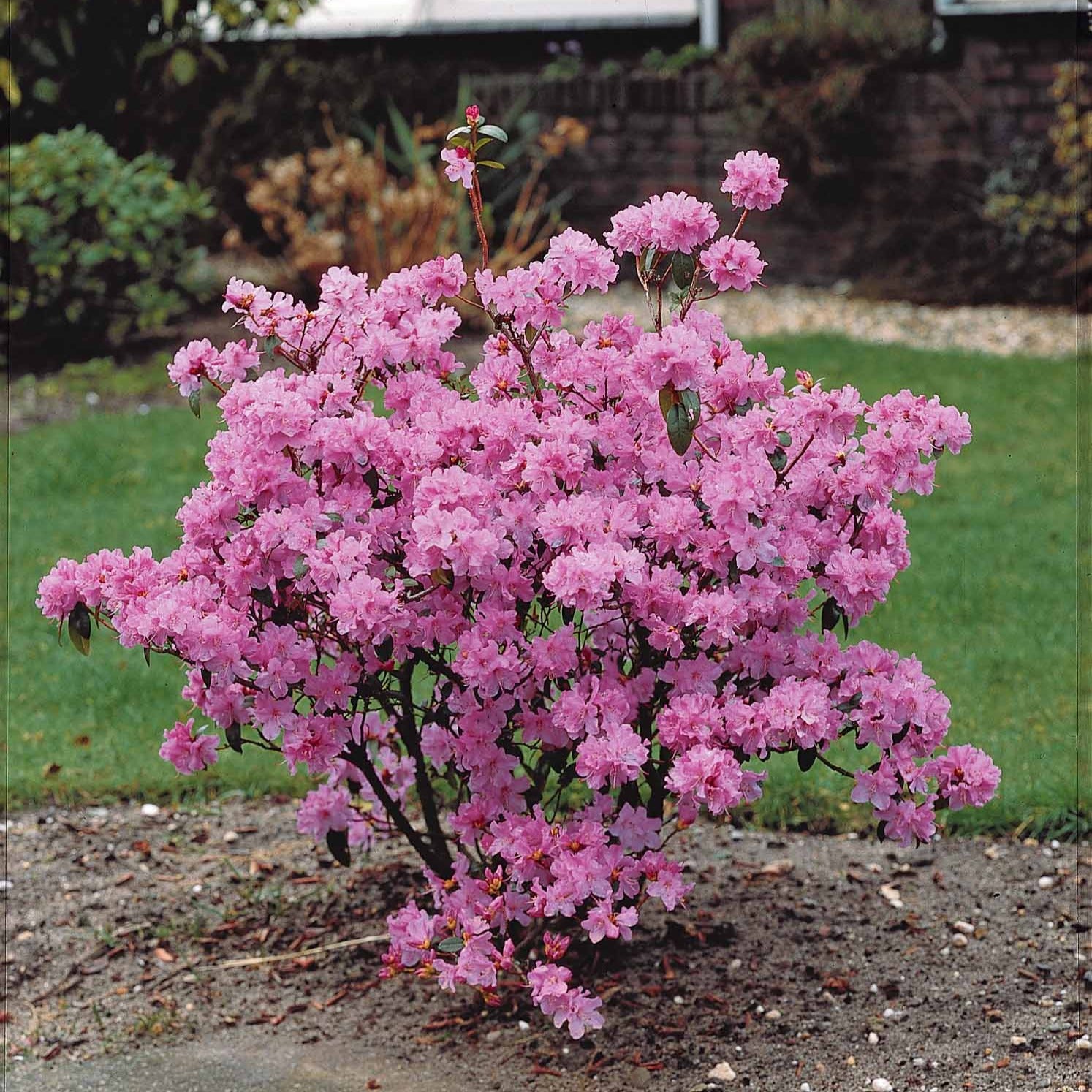 Rhododendron 'Praecox' - Rhododendron praecox - Tuinplanten