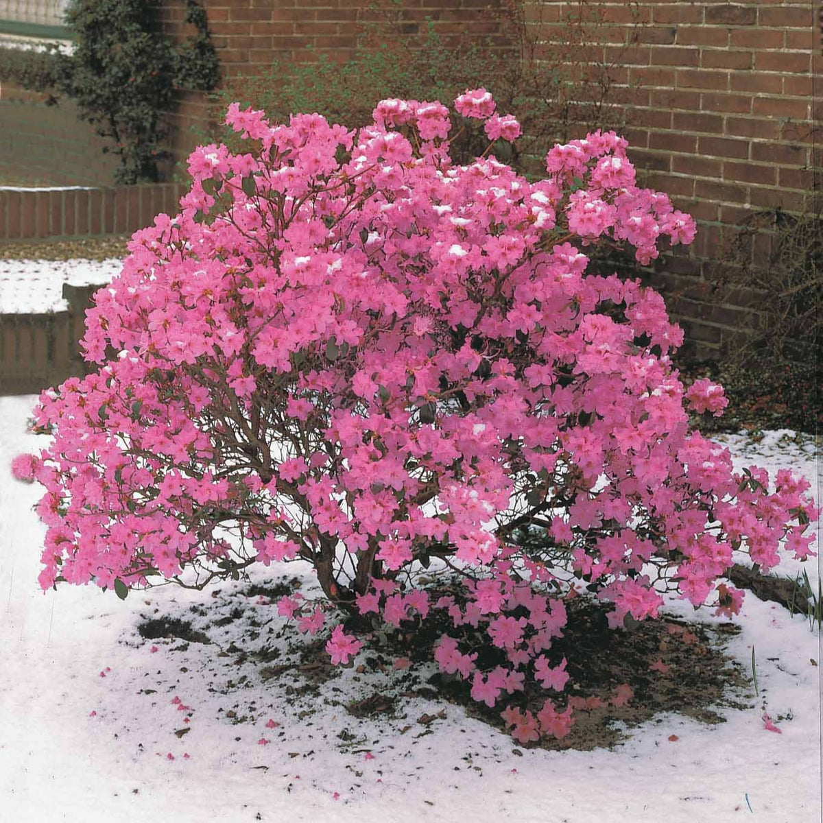 Rhododendron 'Praecox' - Rhododendron praecox - Bakker