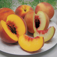 Perzik 'Amsden' - Prunus persica amsden - Fruitbomen