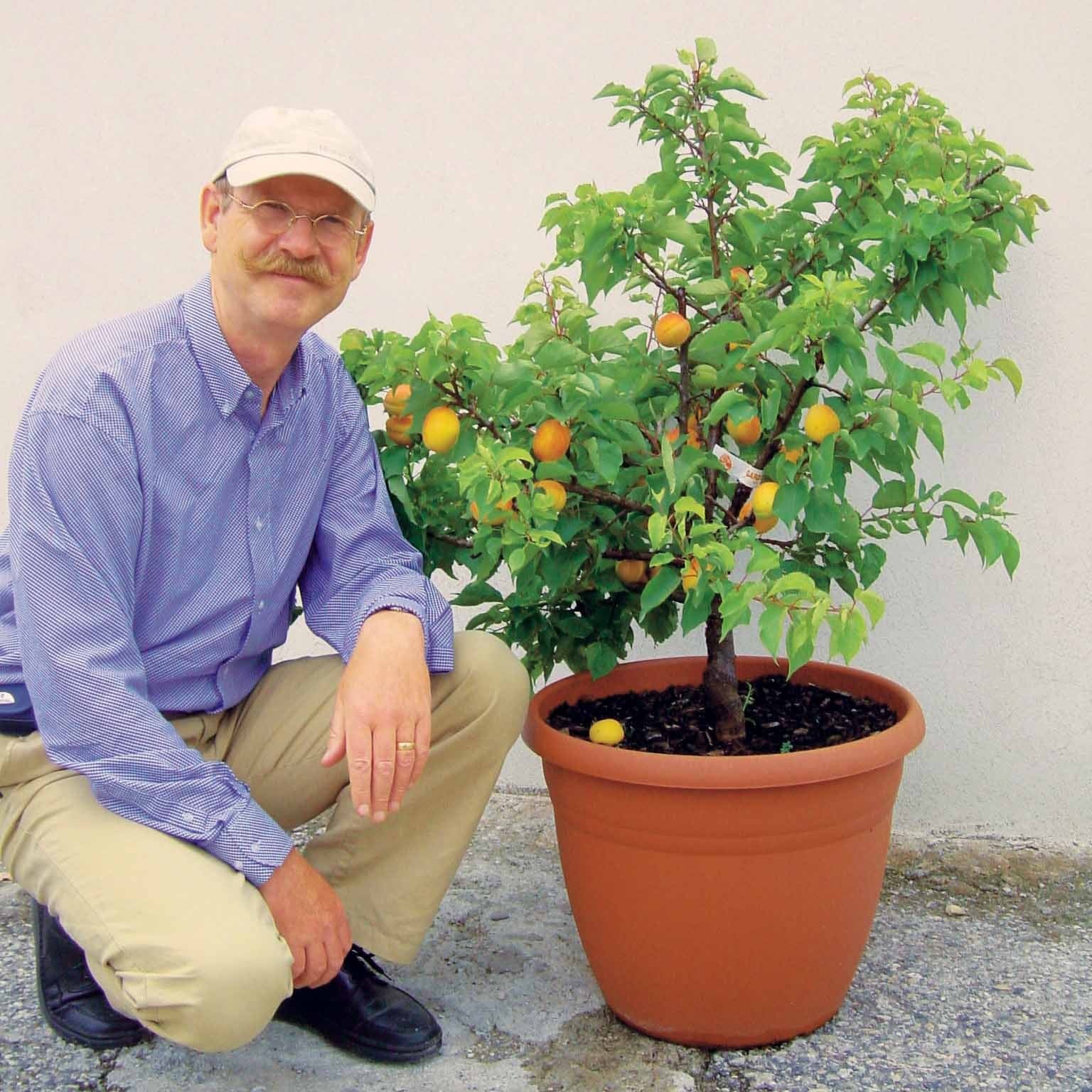 Abrikozenboom - mini - Prunus armeniaca - Fruitbomen