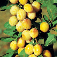 Pruimenboom 'Mirabelle de Nancy' - Prunus domestica mirabelle de nancy - Pruimen