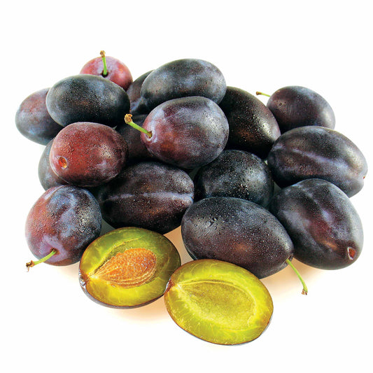 Pruimenboom 'Quetsche d'Alsace' - Prunus domestica quetsche d'alsace - Fruit