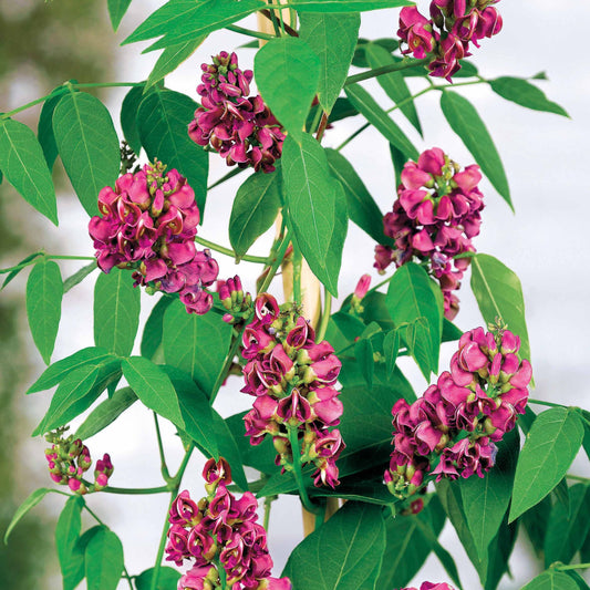 Amerikaanse grondnoot - Bakker