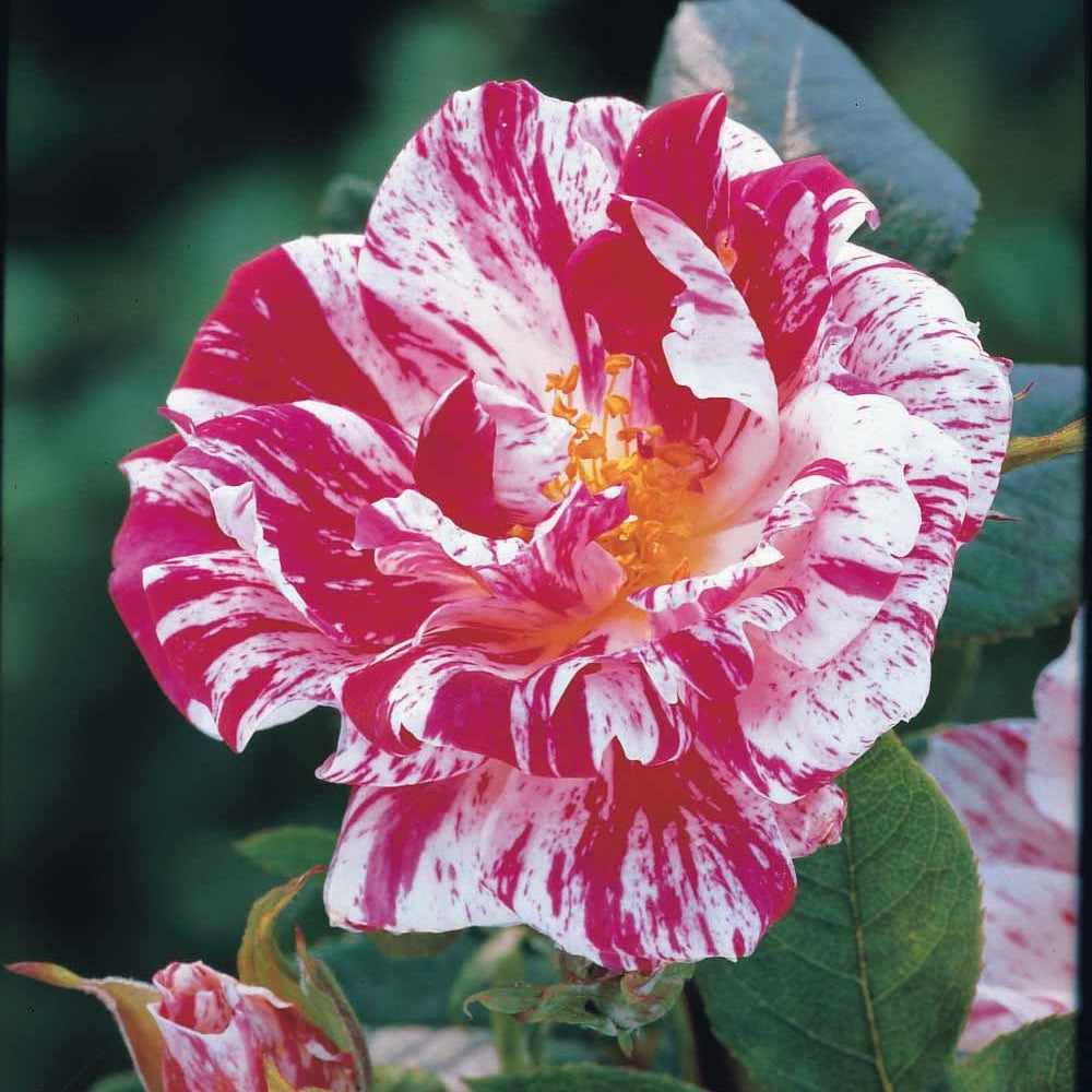 Stamroos 'Armida' - Bakker