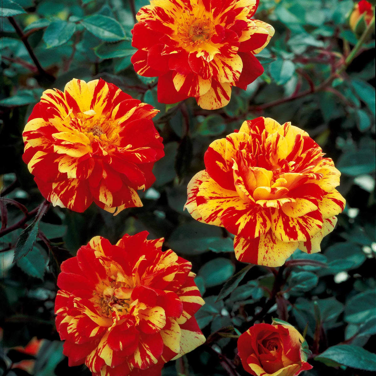 Stamroos 'Mousha' - Bakker