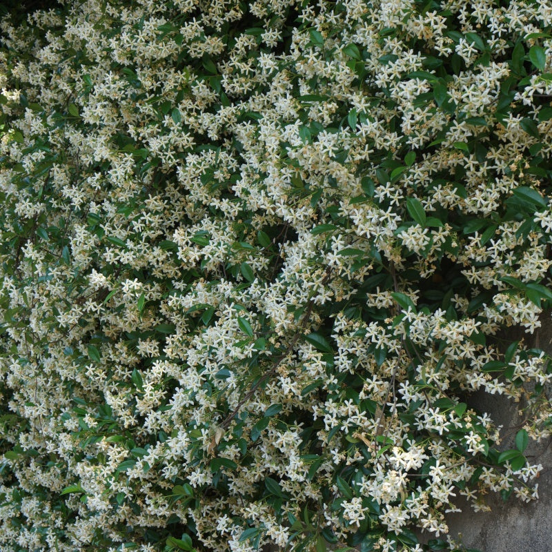 Toscaanse jasmijn - Trachelospermum jasminoïdes