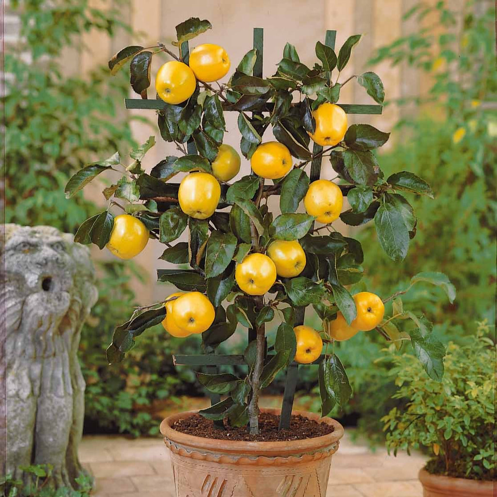 EUROPA GREEN Set van 3 fruitbomen, duo-kersen/appel/peer, geschikt voor balkon, terras en kleine tuinen, geschikt voor potten en aarde EUROPA GREEN Set van 3 fruitbomen, duo-kersen/appel/peer, geschikt voor balkon, terras en kleine tuinen, geschikt voor potten en aarde