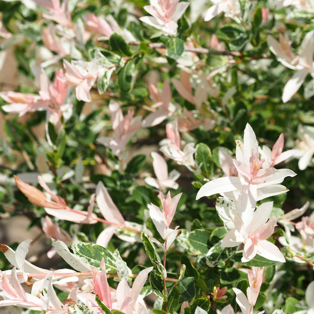 Wilg - Bonte wilg 'Hakuro Nishiki' - Salix integra hakuro nishiki
