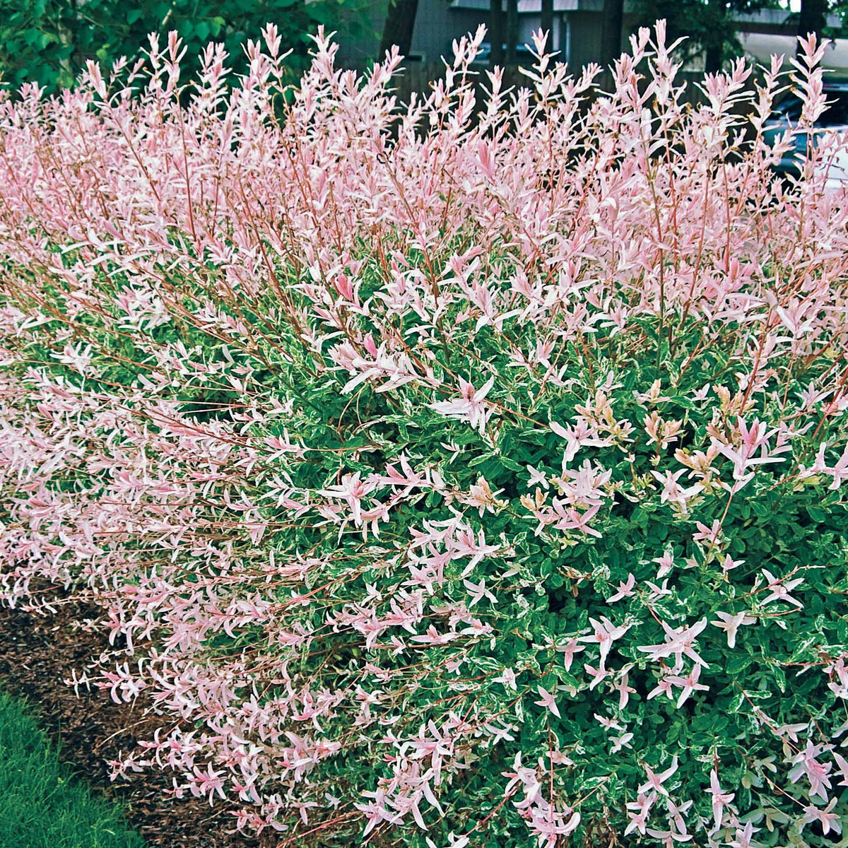 Bonte wilg 'Hakuro Nishiki' - Salix integra hakuro nishiki - Bakker