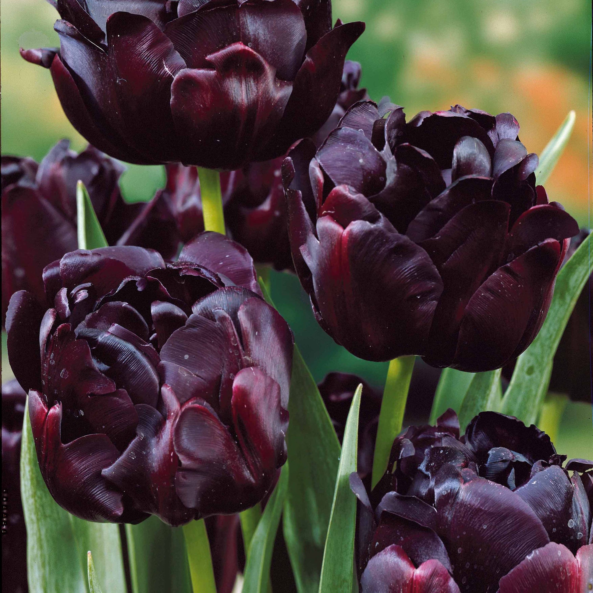 Pioentulpen gemengd - Tulipa 'angélique', 'black hero', 'carnaval de nic