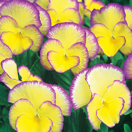 Hoornviooltje 'Etain' (x3) - Viola cornuta etain - Tuinplanten