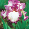 Baardiris 'Autumn Encore' (x3) - Iris germanica autumn encore - Heesters en vaste planten