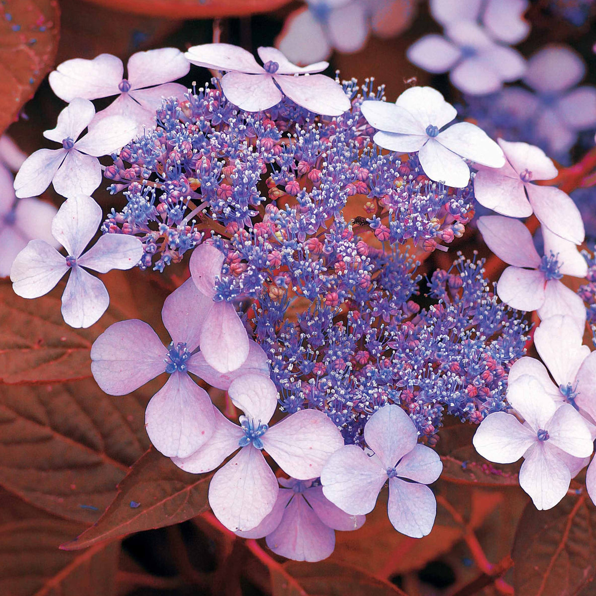 Berghortensia 'Indian Summer' - Bakker