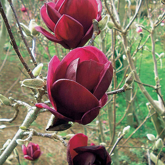 Magnolia 'Genie' - Bakker
