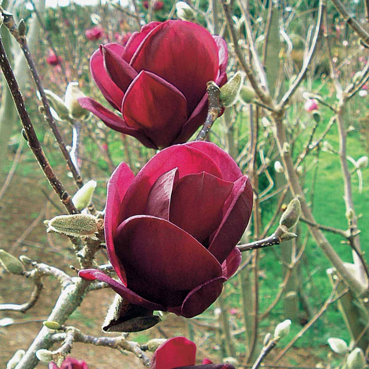Magnolia - Magnolia 'Genie' - Magnolia Genie