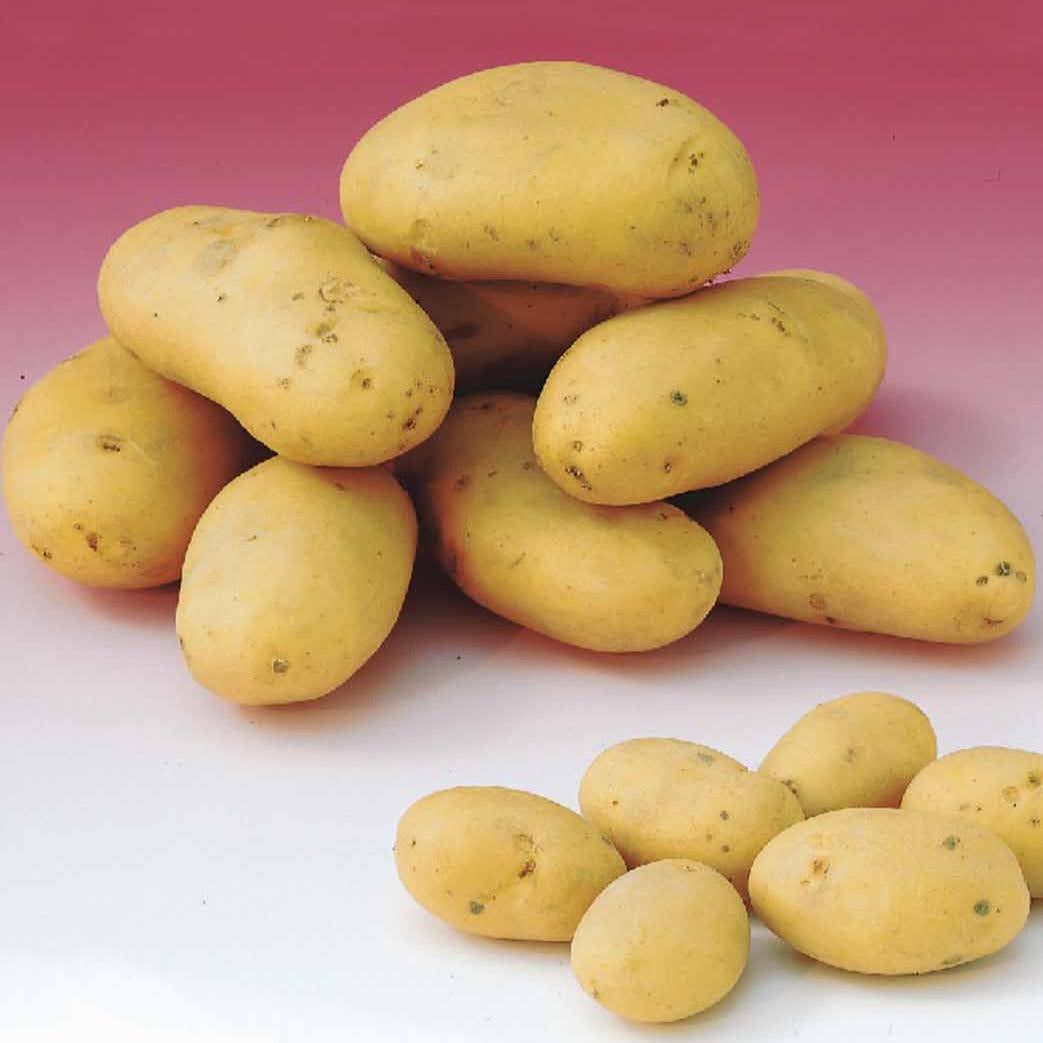 Aardappelen: rassen voor 6 maanden oogst (x80) - Solanum tuberosum 'charlotte', 'rose defrance', 'c - Moestuin