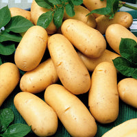 Aardappelen: rassen voor 6 maanden oogst (x80) - Solanum tuberosum 'charlotte', 'rose defrance', 'c - Groente