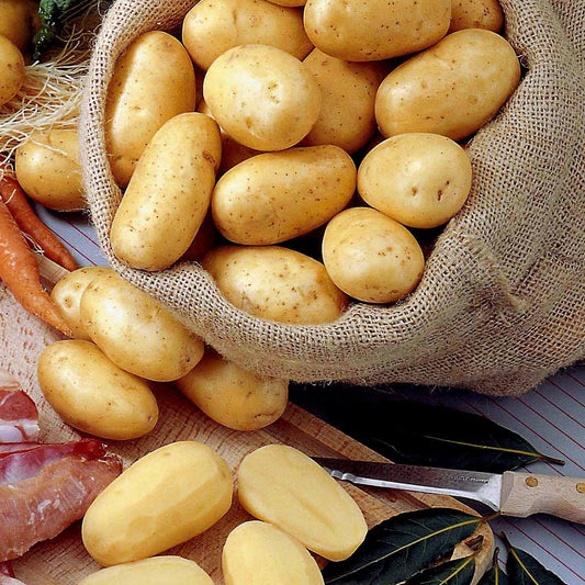 Aardappel 'Bernadette' - Bakker