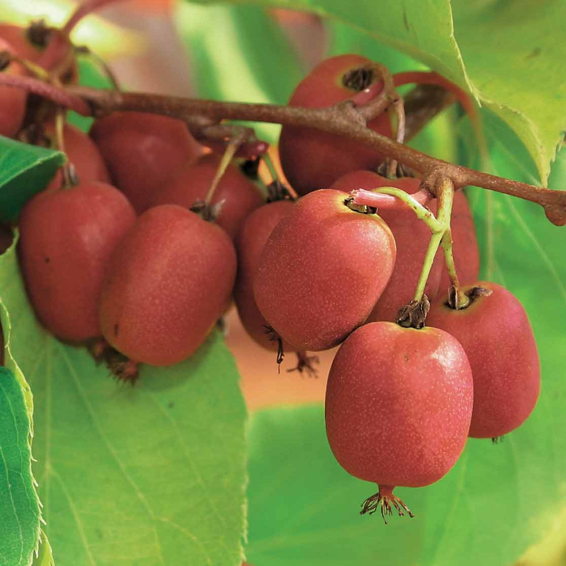 Actinidia arguta - Siberische kiwi