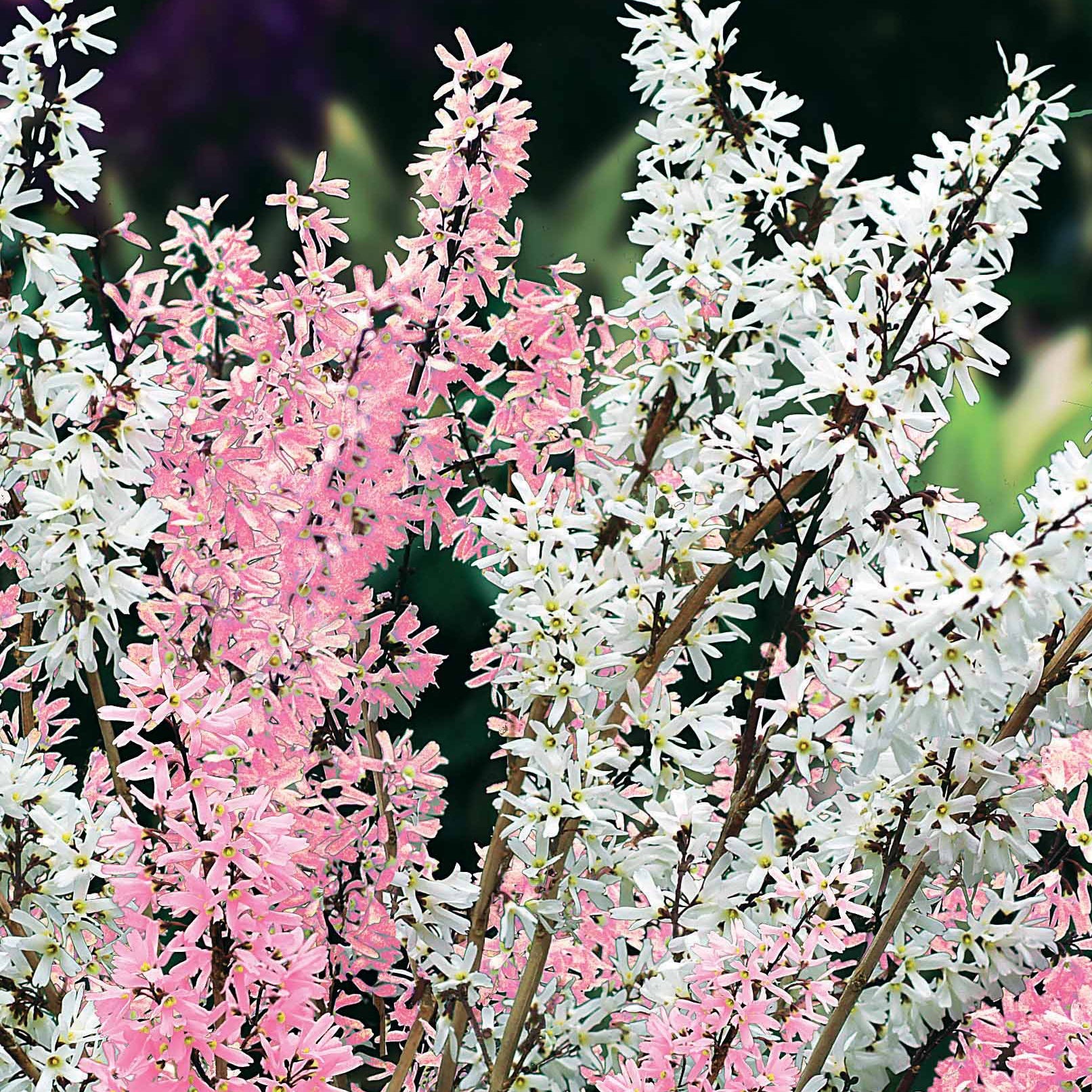 Forsythia - wit + roze - Abeliophyllum distichum - Tuinplanten