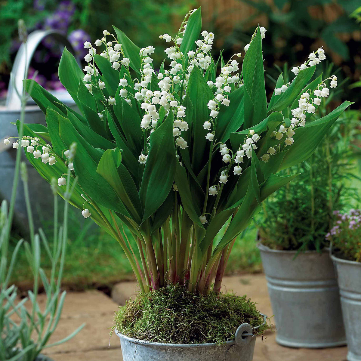 Convalaria majalis Bordeaux - Lelietjes-van-Dalen - bordeaurood (x5) - Vaste planten