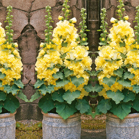Gele dwergstokje - Alcea rosea annua spring celebrities lemon - Tuinplanten