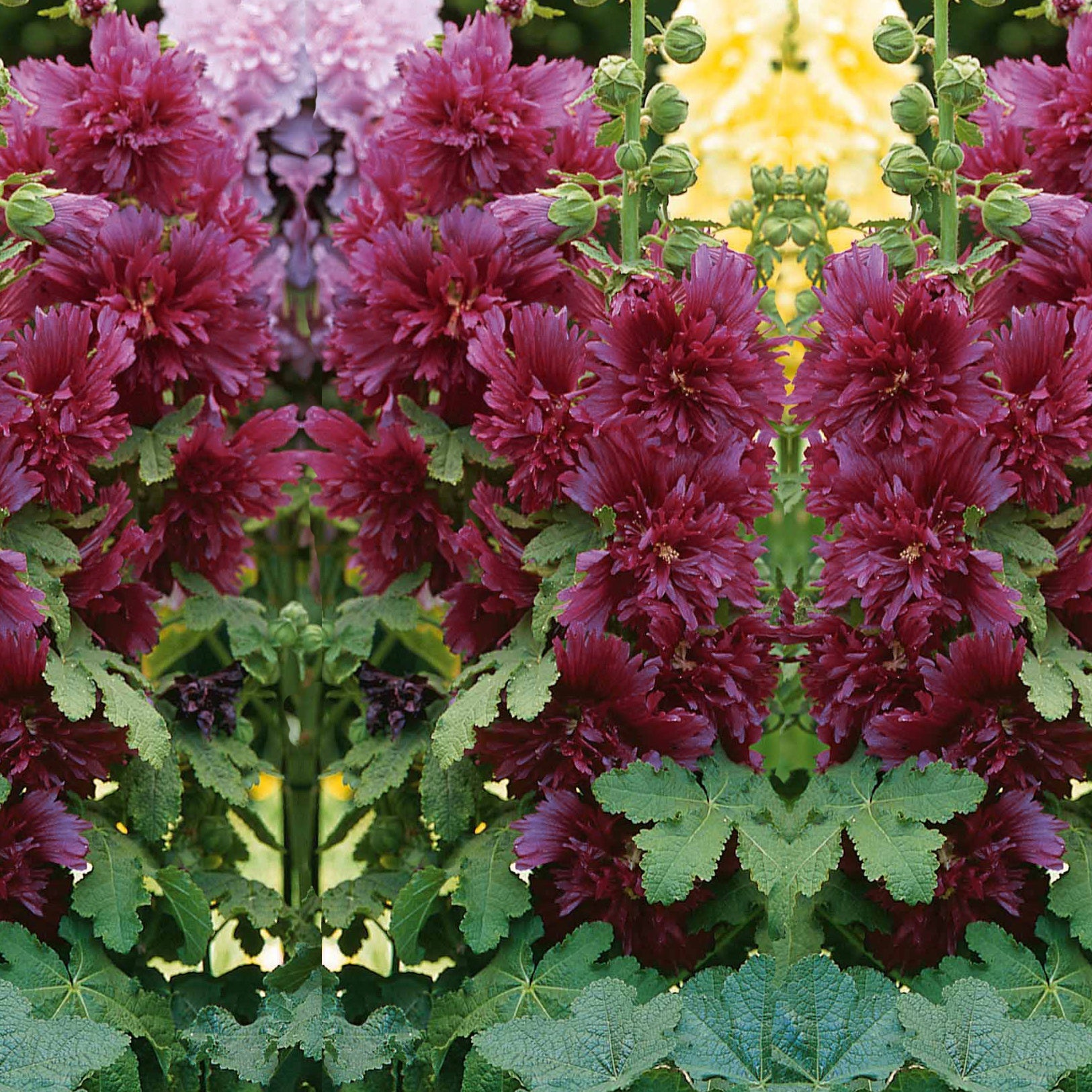 Stokroos - paars - Alcea rosea annua spring celebrities purple | Bakker.com