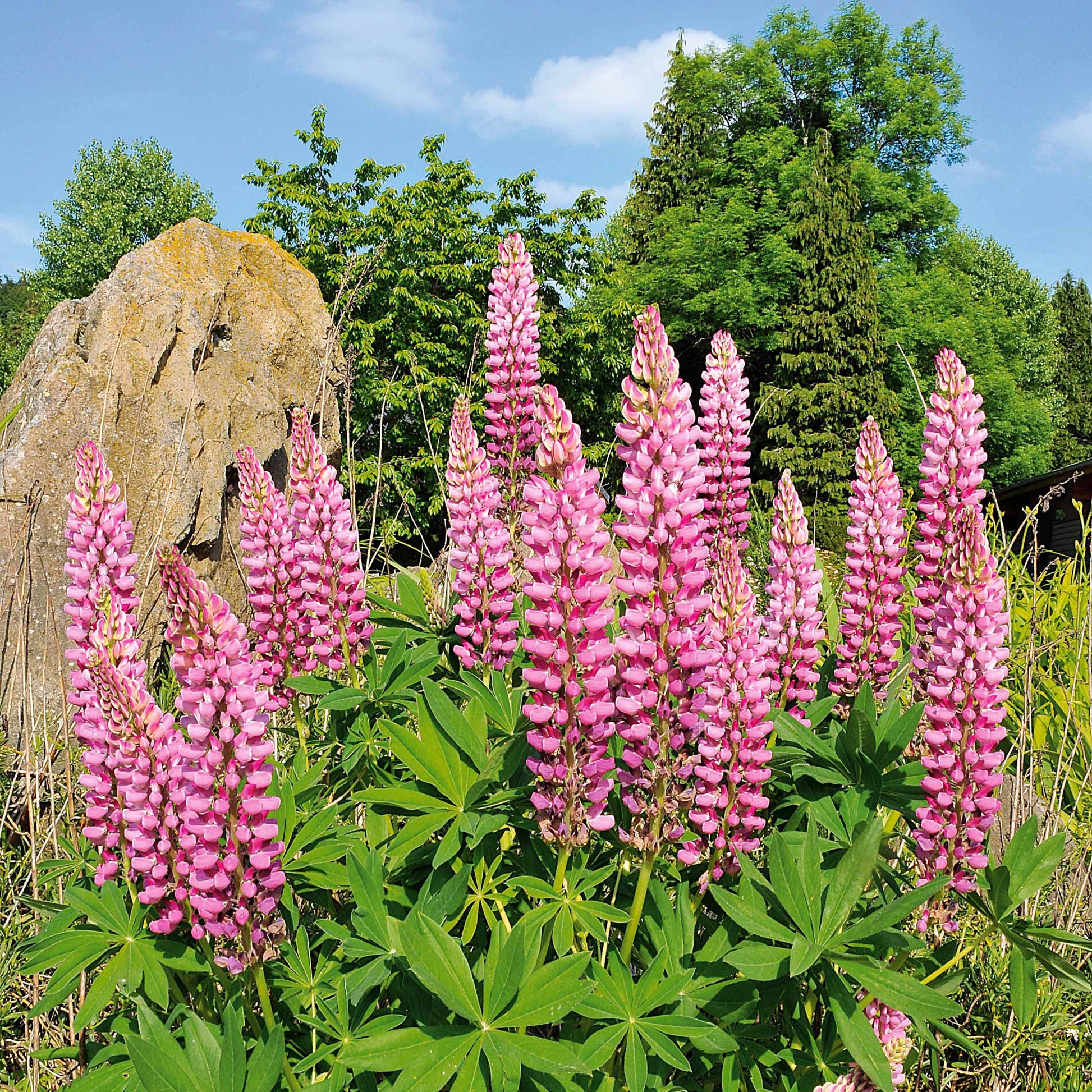 Lupine (x3) - Lupinus russell pink - Tuinplanten