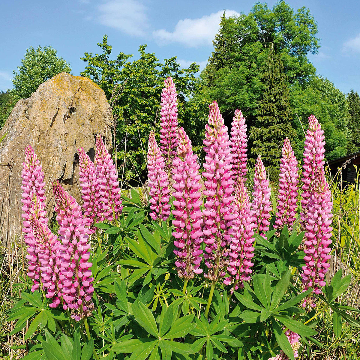 Lupine (x3) - Bakker