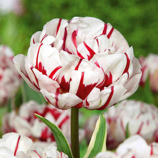 Pioentulpen 'Carnaval de Nice' (x10) - Tulipa carnaval de nice - Voorjaarsbloeiers