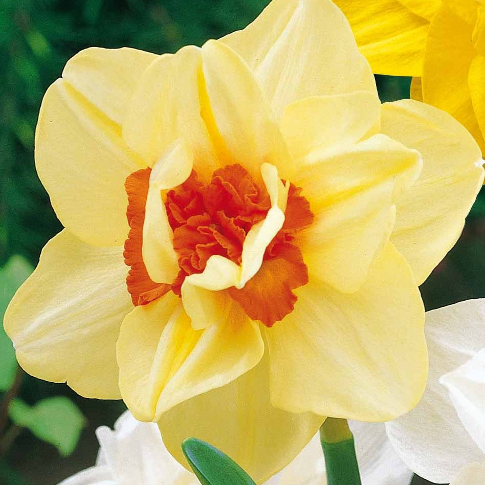 Dubbele Narcissen 'Flower Parade' (x10) - Narcissus flower parade - Bloembollen