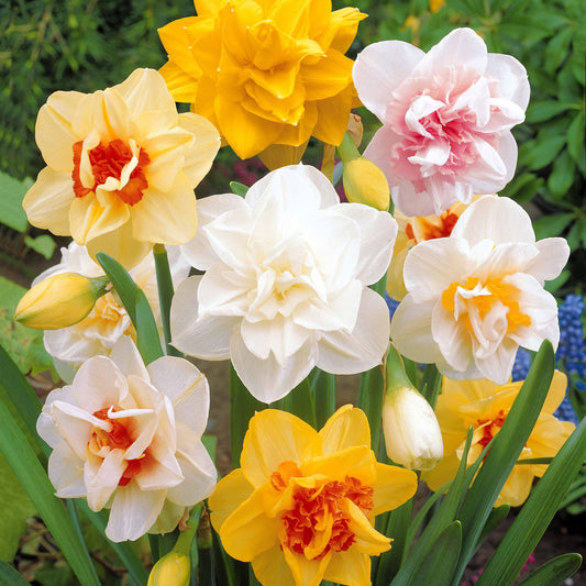 Dubbele Narcissen 'Flower Parade' (x10) - Narcissus flower parade - Voorjaarsbloeiers