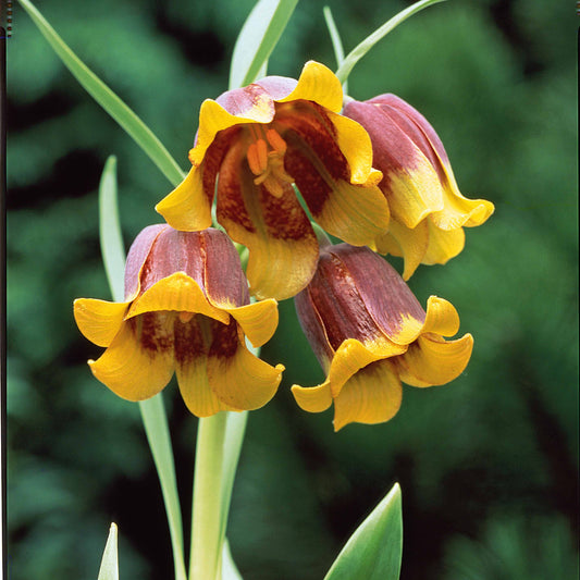 Fritillaria Uva Vulpis (x10) - Fritillaria uva-vulpis