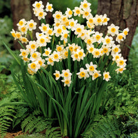 Narcis Minnow (x10) - Narcissus tazetta minnow - Bloembollen
