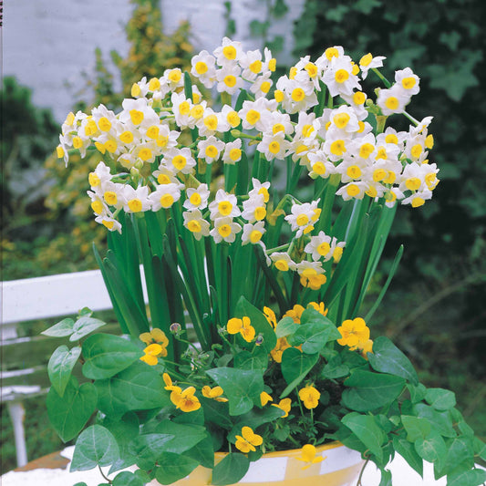 Narcis Minnow (x10) - Narcissus tazetta minnow - Voorjaarsbloeiers