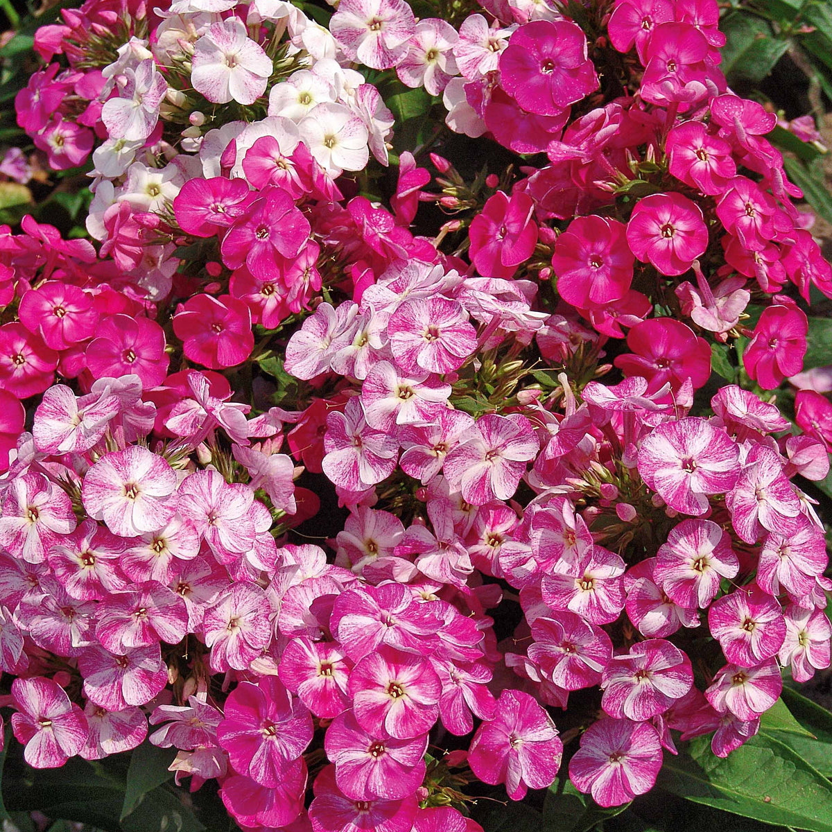 Pot pourri Vlambloem (x3) - Bakker