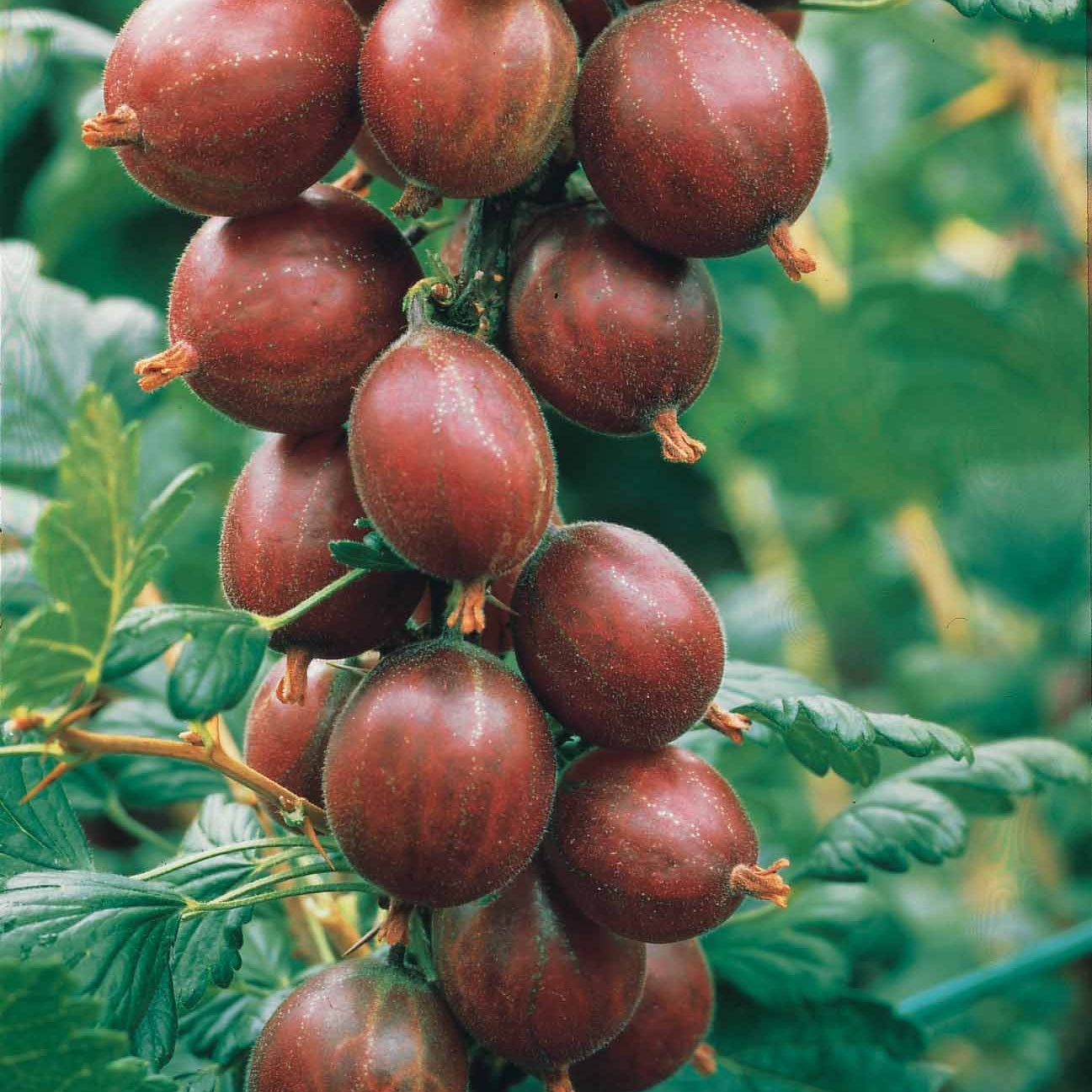 Rode kruisbes op stam - Ribes uva-crispa - Fruit