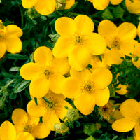 Ganzerik Mix - oranje + geel + wit - 1,5 meter haag (x3)