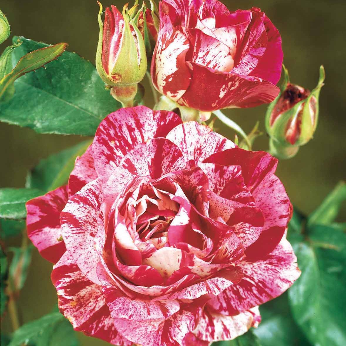Roos 'Candy Stripe' - Rosa Candy Stripe - Bakker