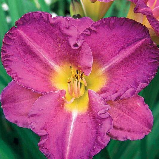 Entrapment Daglelies - Bakker