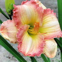 Daglelie (x3) - Hemerocallis frosted vintage ruffles série 500 - Tuinplanten