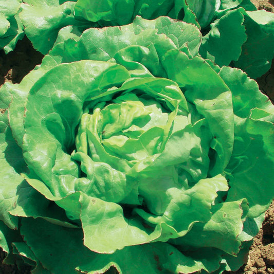 Botersla 'Deliane' - Lactuca sativa deliane - Moestuin