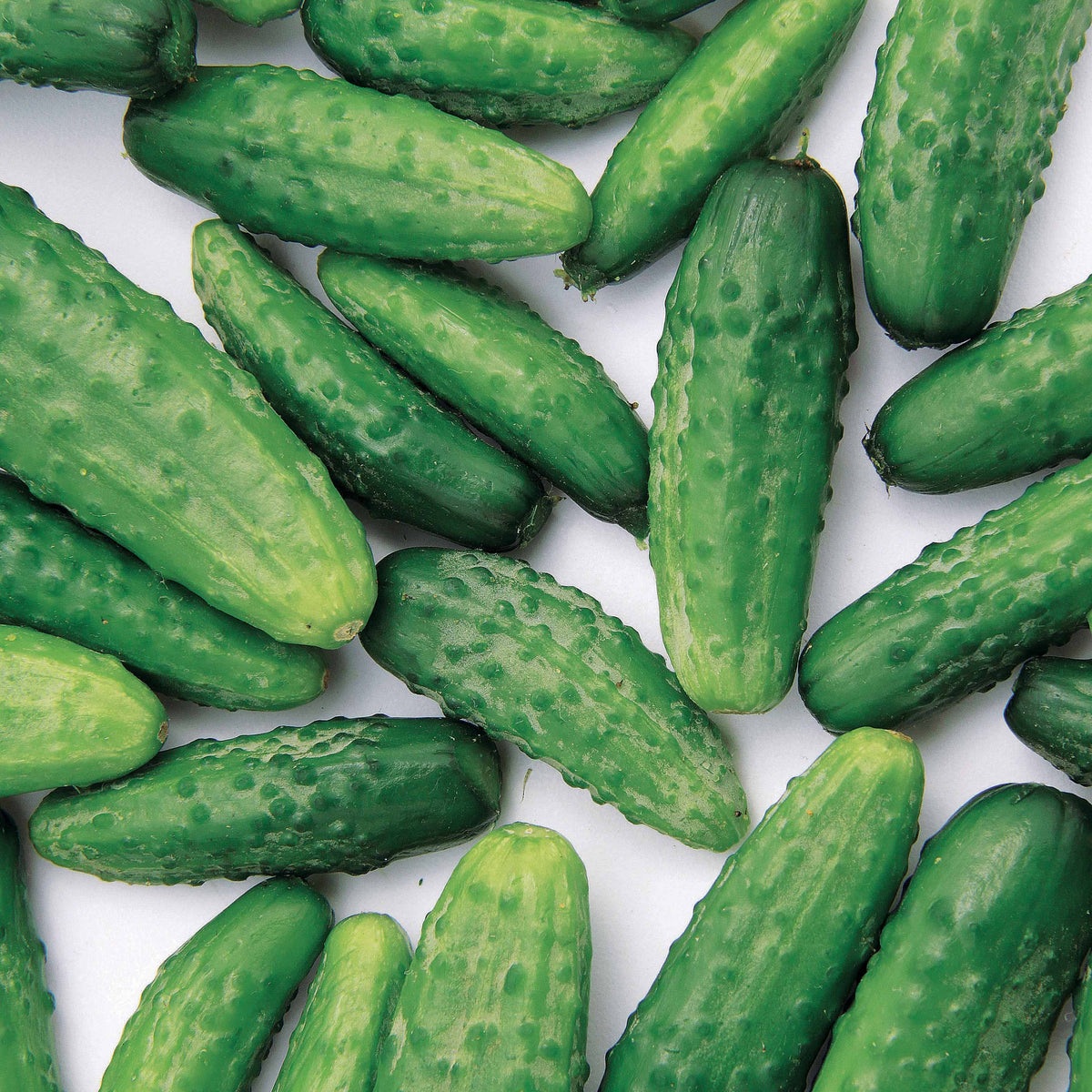Augurkzaden - Komkommer 'Regal F1' - Cucumis sativus regal