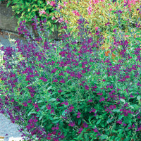 Salie 'Violette de Loire' - Salvia jamensis Violette de Loire ® Barsal - Vaste planten