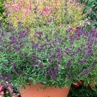 Salie 'Violette de Loire' - Salvia jamensis Violette de Loire ® Barsal