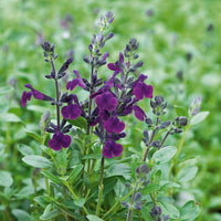 Salie 'Violette de Loire' - Salvia jamensis Violette de Loire ® Barsal