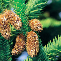 Apenboom - Araucaria imbricata - Heesters en vaste planten